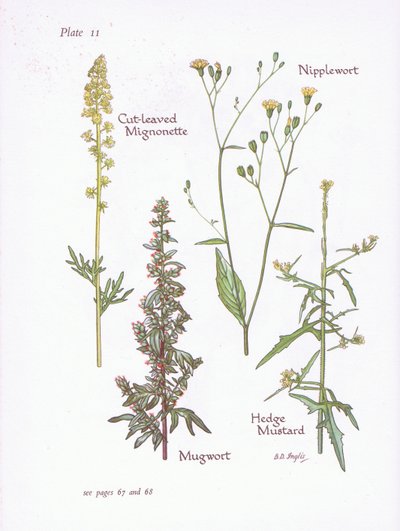 Mignonette cięte, bylica, sutek, musztarda żywopłotowa, 1951 autorstwa Bessie D. Inglis