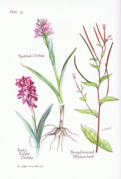 Wczesna fioletowa orchidea, storczyk plamisty, ziele wierzby szerokolistnej, 1951 autorstwa Bessie D. Inglis