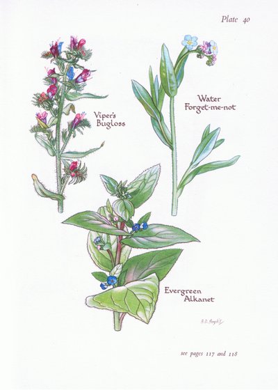 Evergreen Alkanet, Vipers Bugloss, Woda Niezapominajka, 1951 autorstwa Bessie D. Inglis