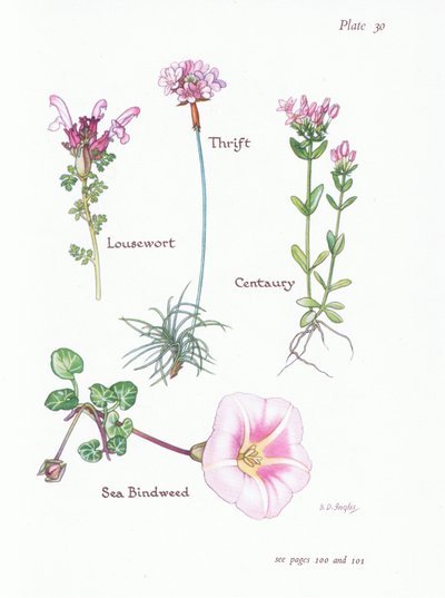 Lousewort, Thrift lub Sea Pink, Centaury, Powój morski, 1951 autorstwa Bessie D. Inglis