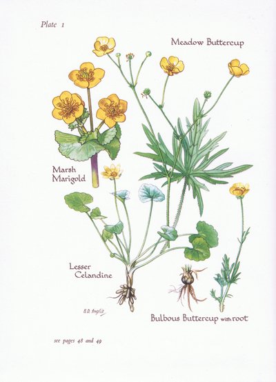 Nagietek bagienny, glistnik mały, jaskier łąkowy, jaskier bulwiasty, 1951 autorstwa Bessie D. Inglis