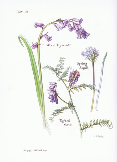 Wiosenna cebulica, hiacynt drzewny, wyka czubata, 1951 autorstwa Bessie D. Inglis