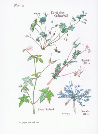 Bociany Bill, Gołębie Stopa, Cranesbill, Herb Robert, 1951 autorstwa Bessie D. Inglis