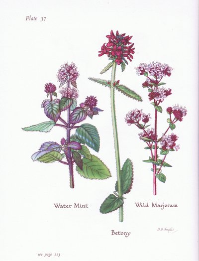 Mięta Wodna, Dziki Majeranek, Betonia, 1951 autorstwa Bessie D. Inglis