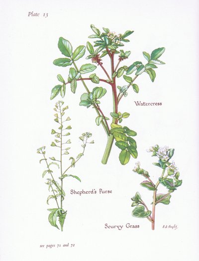 Rukiew wodna, torebka pasterska, szkorbut, 1951 autorstwa Bessie D. Inglis