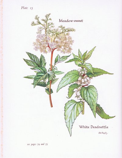 Jasnota Biała, Słodka Łąka, 1951 autorstwa Bessie D. Inglis