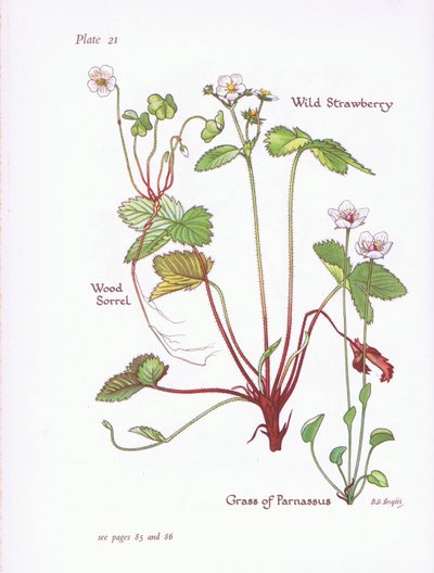 Szczaw zalesiony, poziomka, trawa Parnasu, 1951 autorstwa Bessie D. Inglis