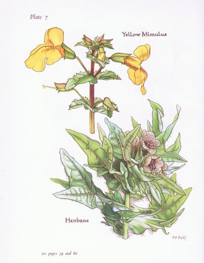 Żółty Mimulus, Henbane, 1951 autorstwa Bessie D. Inglis