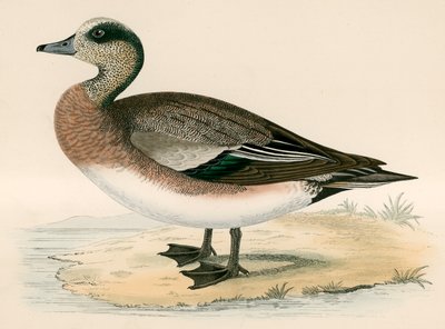 Świstak amerykański autorstwa Beverley R. Morris
