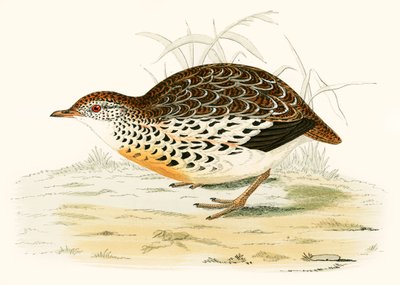 Przepiórka andaluzyjska autorstwa Beverley R. Morris