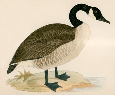 Gęś kanadyjska autorstwa Beverley R. Morris