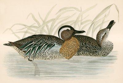 Cyraneczka cyraneczki autorstwa Beverley R. Morris