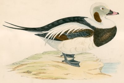 Kaczka długoogoniasta autorstwa Beverley R. Morris