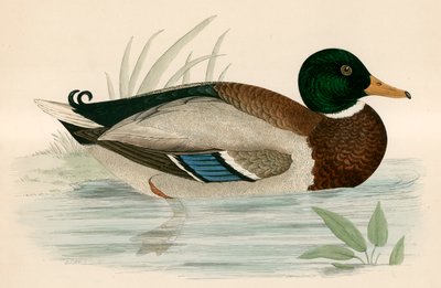 Mallard autorstwa Beverley R. Morris