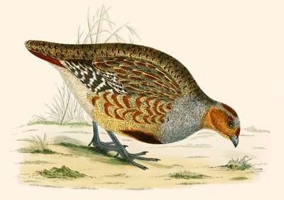 Kuropatwa autorstwa Beverley R. Morris
