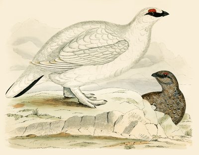 Ptarmigan autorstwa Beverley R. Morris
