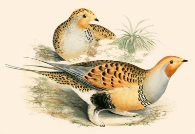Cietrzew piaskowy autorstwa Beverley R. Morris