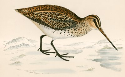 Bekas autorstwa Beverley R. Morris