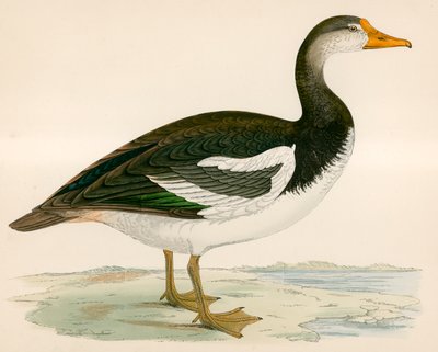 Ostroga skrzydlata gęś autorstwa Beverley R. Morris