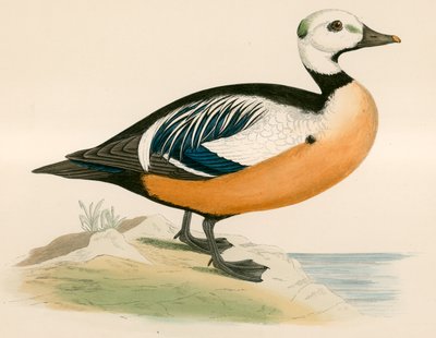 Zachodnia Kaczka Stellera autorstwa Beverley R. Morris