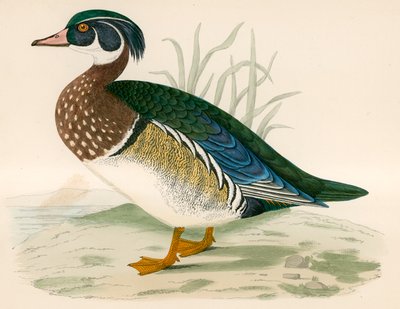 Letnia Kaczka autorstwa Beverley R. Morris