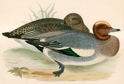 Wigeon autorstwa Beverley R. Morris
