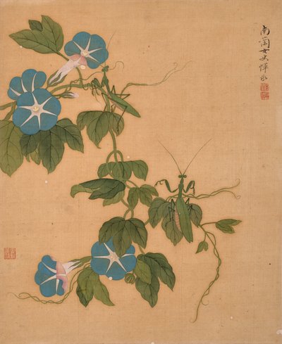 Morning Glory z albumu Album of Flowers (tusz i kolor na jedwabiu) autorstwa Bing Yun