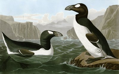 Wielki Auk autorstwa Bird Artist of America. John James Audubon