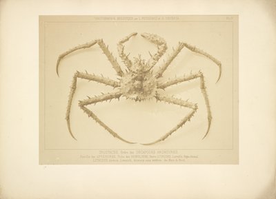 [Krab] autorstwa Bisson Frères