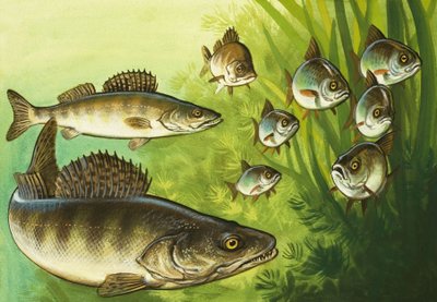 Pike autorstwa Bob Hersey