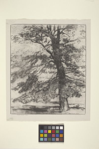 Klon cukrowy (atrament na papierze) autorstwa Bolton Coit Brown