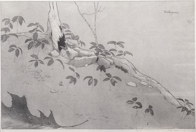 Winter-Greens (tusz na papierze) autorstwa Bolton Coit Brown