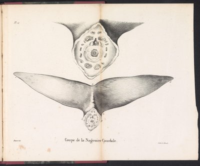 Sekcja płetwy ogonowej wieloryba, 1827 Coupe de la Nageoire Caudale (tytuł na obiekcie) autorstwa Bossuet