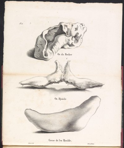 Trzy części kości gnykowej wieloryba, 1827 Os du Rocher / Os Hyoid / Corne de l