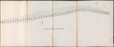 Kręgosłup wieloryba, 1827 Colonne Vertébrale de la Baleine (tytuł na obiekcie) autorstwa Bossuet