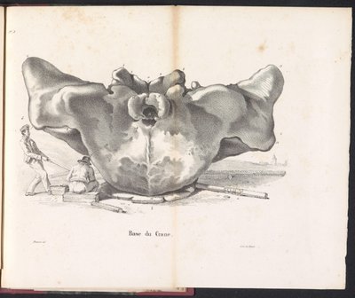 Czaszka wieloryba, 1827 Base du Crane (tytuł na obiekcie) autorstwa Bossuet