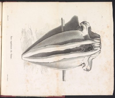 Czaszka wieloryba, 1827 Face supérieure du Crâne (tytuł na obiekcie) autorstwa Bossuet