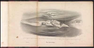 Żeńskie genitalia wieloryba, 1827 Vue de la Vulve (tytuł na obiekcie) autorstwa Bossuet