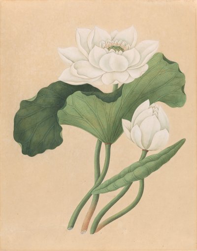 Lotos wschodnioindyjski (Nelumbo nucifera) autorstwa British 19th Century