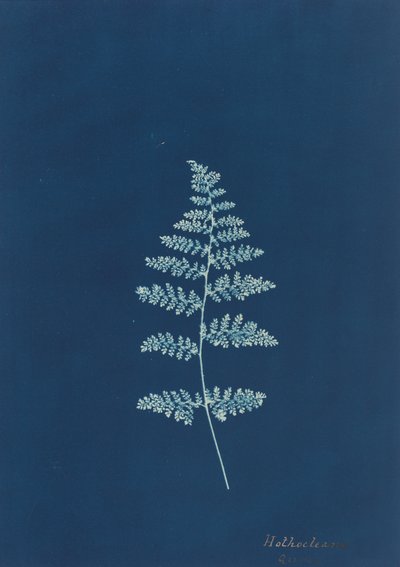 Hothocleana autorstwa British 19th Century