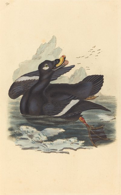 Aksamitna Kaczka autorstwa British 19th Century