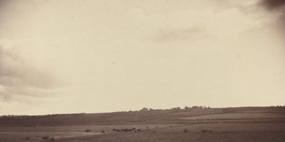 Widok pól z krowami autorstwa British 19th Century