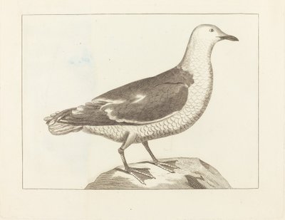 Ptactwo wodne autorstwa British 19th Century