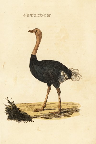 Struś pospolity, Struthio camelus autorstwa British School