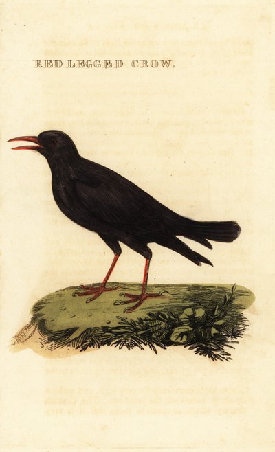 Klin czerwonodzioby, Pyrrhocorax pyrrhocorax autorstwa British School