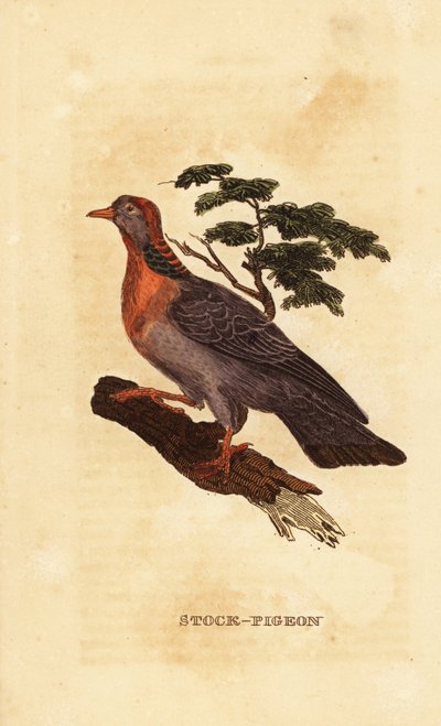 gołąb, Columba oenas autorstwa British School
