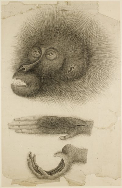 Głowa i ręce orangutana, ok. 1818-30 (ołówek i akwarela na papierze) autorstwa British School