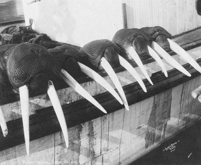 Kły morsa, Nome, Alaska, ok. 1931 r. (zdjęcie) autorstwa Brothers Lomen