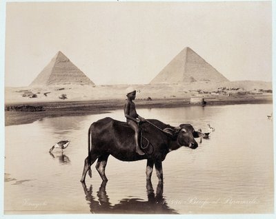 Dziecko i wół w zbiorniku wodnym u stóp piramid Chefrena (Khephren) i Kheopsa (Cheops, Keops, Khoufu, Khufu) a Guizeh (Guiseh, Giza, Giza) - fotografia Freresa Zangali, koniec XIX wieku wiek autorstwa Brothers Zangaki