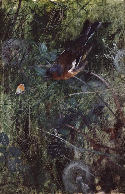 Zięba autorstwa Bruno Andreas Liljefors